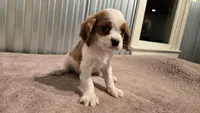 Diego, a male Cavalier King Charles Spaniel for sale in Paradise, PA – Photo 1 of 10