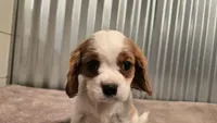 Diego, a male Cavalier King Charles Spaniel for sale in Paradise, PA – Photo 10 of 10