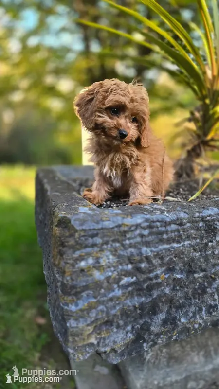Johan – Cavapoo puppy for sale in Paradise, PA