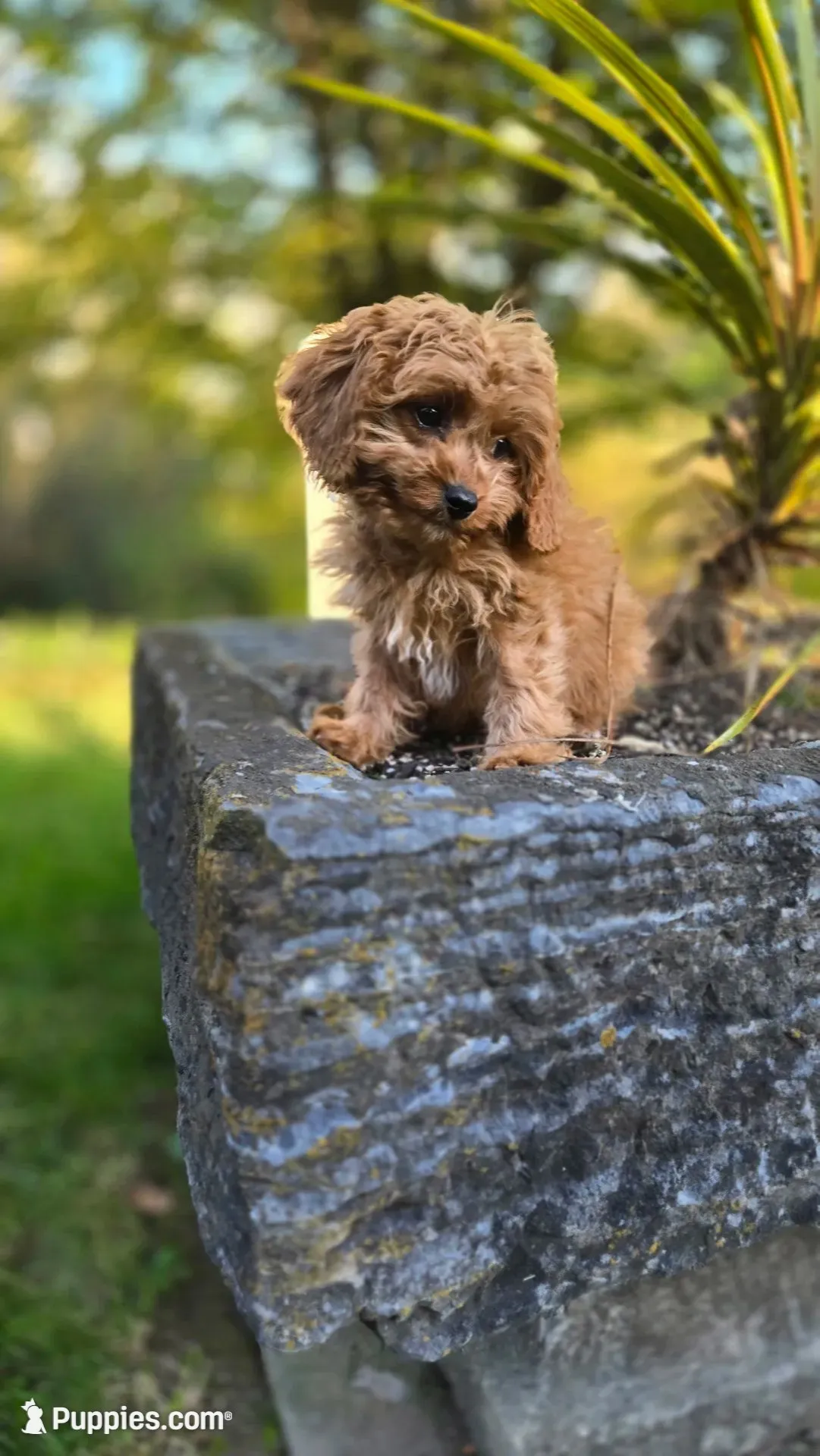 Johan, a male Cavapoo for sale in Paradise, PA – 1 of 10