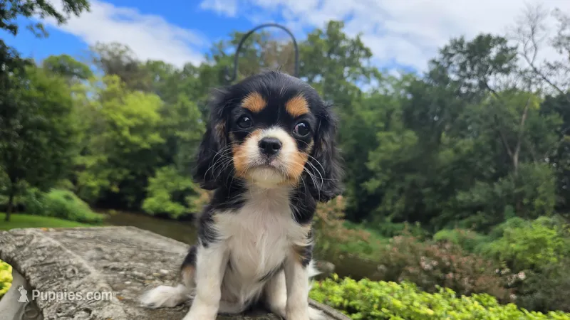 Fiona – Cavalier King Charles Spaniel puppy for sale in Paradise, PA