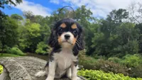 Fiona, a female Cavalier King Charles Spaniel for sale in Paradise, PA – 1 of 10