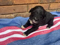 Jenny, a male Portuguese Water Dog for sale in Paradise, PA – 5 of 9