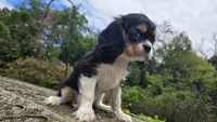 Fiona, a female Cavalier King Charles Spaniel for sale in Paradise, PA – 10 of 10