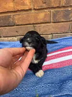 Jenny, a male Portuguese Water Dog for sale in Paradise, PA – 2 of 9