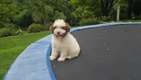 Kash, a male Portuguese Water Dog for sale in Paradise, PA – 5 of 10