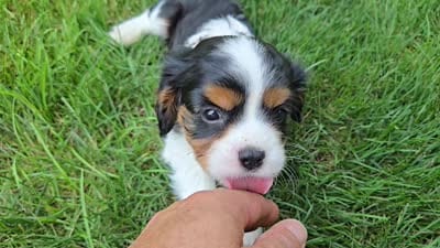 Jace, a male Cavalier King Charles Spaniel for sale in Paradise, PA – 10 of 10