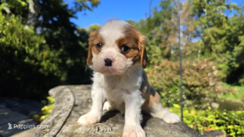 Harvey – Cavalier King Charles Spaniel puppy for sale in Paradise, PA