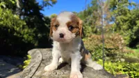 Harvey, a male Cavalier King Charles Spaniel for sale in Paradise, PA – 1 of 10