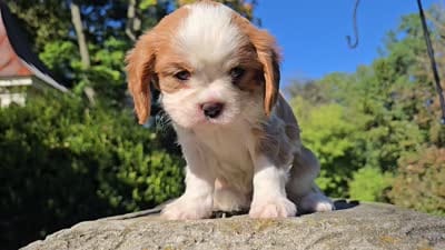 Hank, a male Cavalier King Charles Spaniel for sale in Paradise, PA – 10 of 10