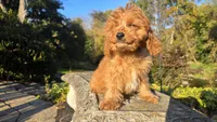 Johan, a male Cavapoo for sale in Paradise, PA – 7 of 10