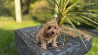 Johan, a male Cavapoo for sale in Paradise, PA – 8 of 10