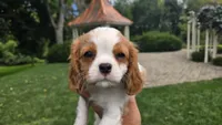 Frank, a male Cavalier King Charles Spaniel for sale in Paradise, PA – 2 of 10