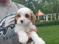 Izzy, a female Cavapoo for sale in Paradise, PA – Photo 2 of 10