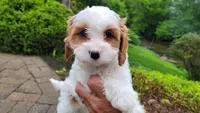 Izzy, a female Cavapoo for sale in Paradise, PA – Photo 3 of 10