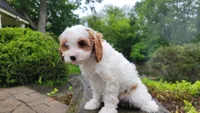 Izzy, a female Cavapoo for sale in Paradise, PA – Photo 10 of 10