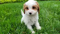 Izzy, a female Cavapoo for sale in Paradise, PA – Photo 8 of 10
