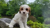 Izzy, a female Cavapoo for sale in Paradise, PA – Photo 1 of 10