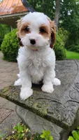 Izzy, a female Cavapoo for sale in Paradise, PA – Photo 9 of 10