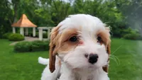Izzy, a female Cavapoo for sale in Paradise, PA – Photo 4 of 10