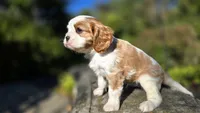Hank, a male Cavalier King Charles Spaniel for sale in Paradise, PA – 7 of 10