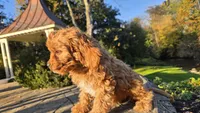 Zach, a male Cavapoo for sale in Paradise, PA – 5 of 10