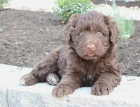 Kikki, a female Portuguese Water Dog for sale in Paradise, PA – 3 of 4