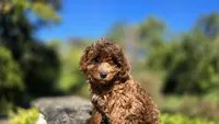 Zeke, a male Cavapoo for sale in Paradise, PA – 5 of 10