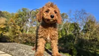 Kyle, a male Cavapoo for sale in Paradise, PA – 7 of 10
