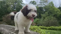 Kash, a male Portuguese Water Dog for sale in Paradise, PA – 2 of 10