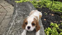 Frank, a male Cavalier King Charles Spaniel for sale in Paradise, PA – 5 of 10