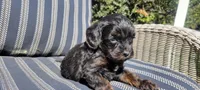Grady, a male Cavapoo for sale in Paradise, PA – Photo 8 of 9