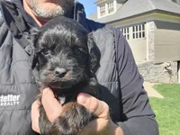 Grady, a male Cavapoo for sale in Paradise, PA – Photo 5 of 9
