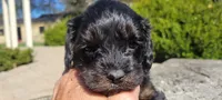 Grady, a male Cavapoo for sale in Paradise, PA – Photo 6 of 9