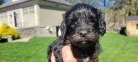 Grady, a male Cavapoo for sale in Paradise, PA – Photo 1 of 9