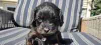 Grady, a male Cavapoo for sale in Paradise, PA – Photo 7 of 9