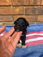 Stewie, a male Portuguese Water Dog for sale in Paradise, PA – 6 of 8
