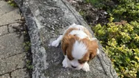 Zion, a female Cavalier King Charles Spaniel for sale in Paradise, PA – Photo 7 of 10