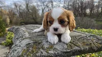 Zion, a female Cavalier King Charles Spaniel for sale in Paradise, PA – Photo 8 of 10