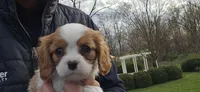 Zion, a female Cavalier King Charles Spaniel for sale in Paradise, PA – Photo 2 of 10