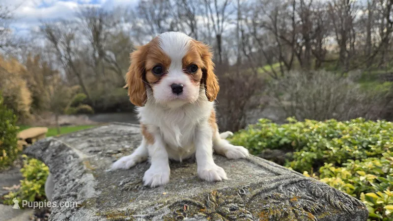 Zion, a female Cavalier King Charles Spaniel for sale in Paradise, PA – Photo 1 of 10