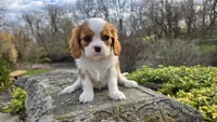 Zion, a female Cavalier King Charles Spaniel for sale in Paradise, PA – Photo 1 of 10