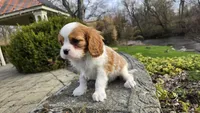 Zion, a female Cavalier King Charles Spaniel for sale in Paradise, PA – Photo 6 of 10