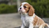 Zion, a female Cavalier King Charles Spaniel for sale in Paradise, PA – Photo 9 of 10