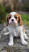 Zion, a female Cavalier King Charles Spaniel for sale in Paradise, PA – Photo 10 of 10