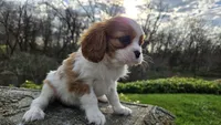 Zion, a female Cavalier King Charles Spaniel for sale in Paradise, PA – Photo 5 of 10