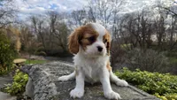 Zion, a female Cavalier King Charles Spaniel for sale in Paradise, PA – Photo 3 of 10
