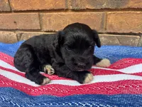 Emmy, a male Portuguese Water Dog for sale in Paradise, PA – 5 of 7