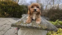 Wes, a male Cavapoo for sale in Paradise, PA – Photo 6 of 10