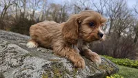 Wes, a male Cavapoo for sale in Paradise, PA – Photo 5 of 10